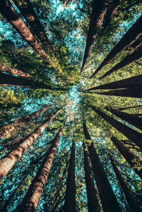 Compromiso con el Medio Ambiente
